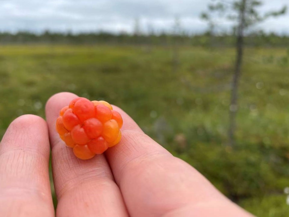 Cloudberry bog