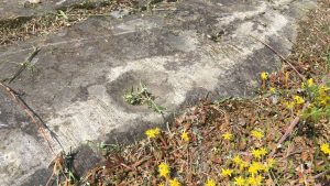 Cup-marked stones in Lohja