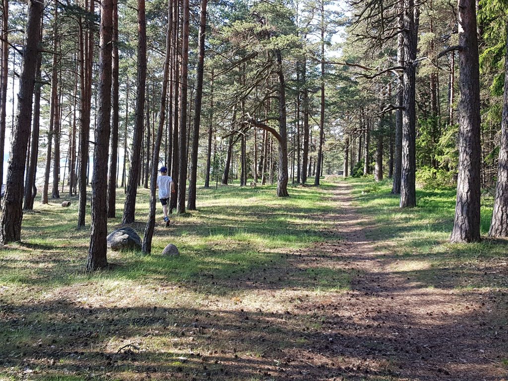 Pine forest