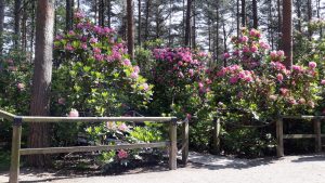 Rhododendron flowers at Haaga park in Helsinki