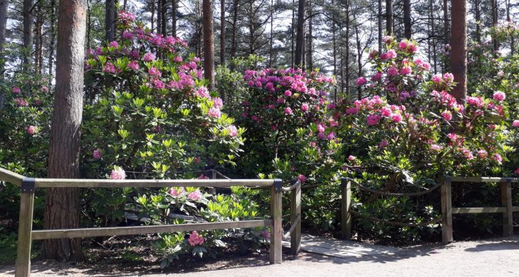 Rhododendron flowers at Haaga park in Helsinki