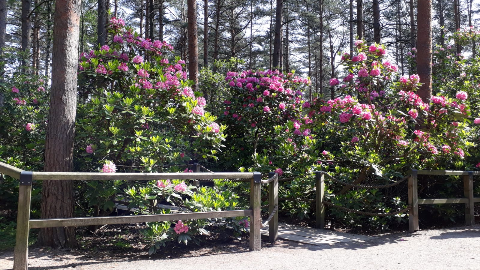 Rhododendron flowers at Haaga park in Helsinki