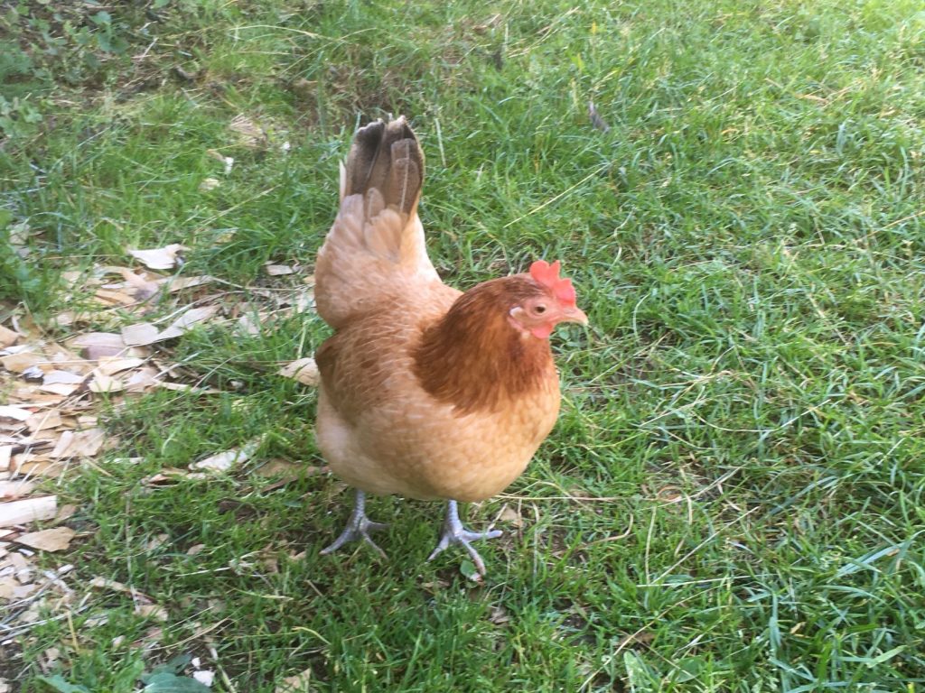 Korteniemi Heritage Farm chicken