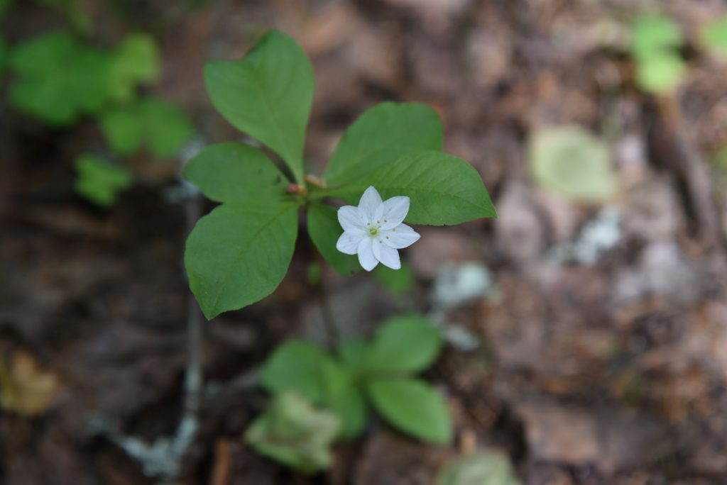 Flowers offers mindfulness moments