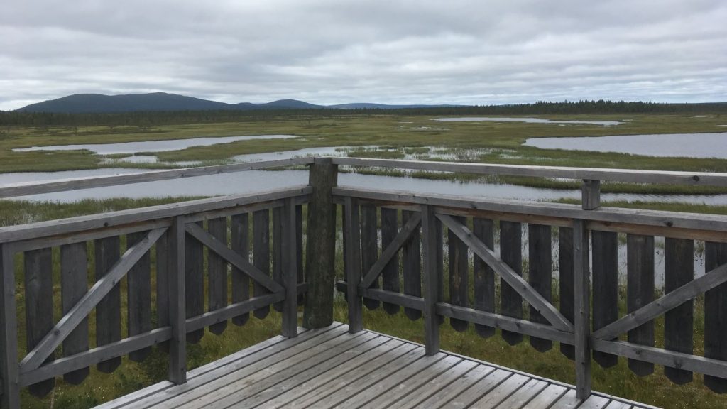 Bird watching in Levi Lapland