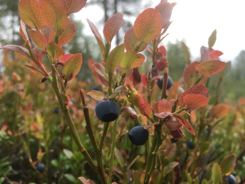 Blueberries