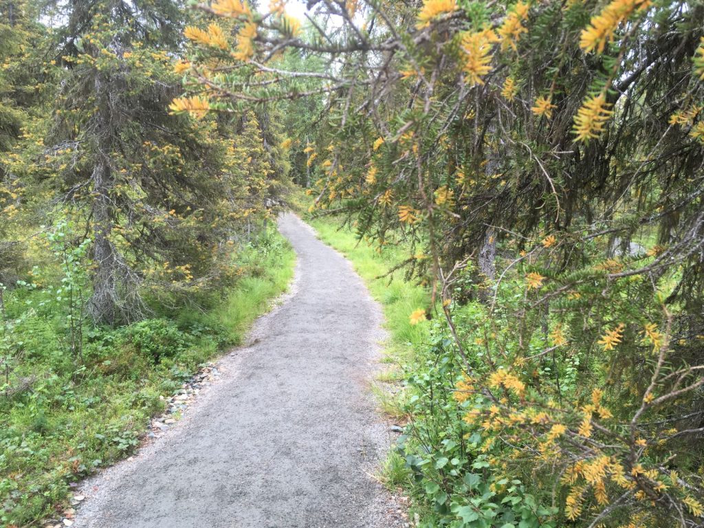 Punainenhiekka Pallasjärvi path