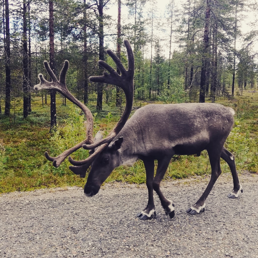 Reindeer