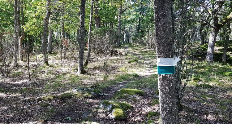 Nature trail in Elisaari