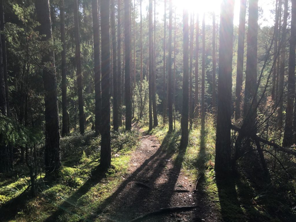 Forest trail