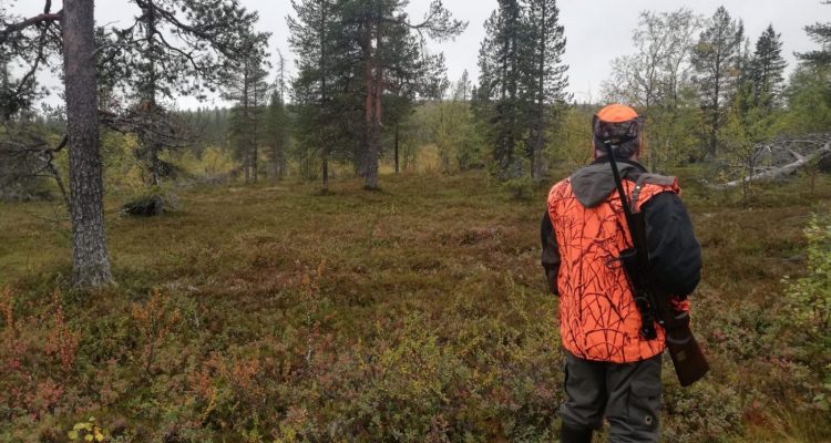 Moose hunting in Finland
