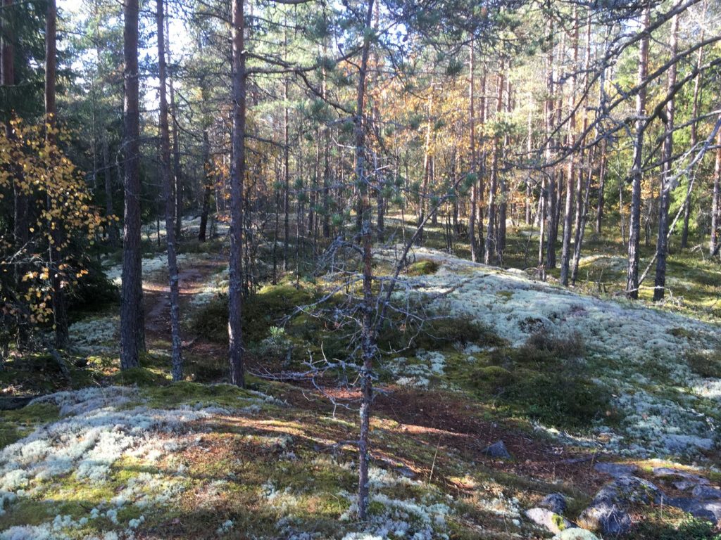 Paattinen nature trail