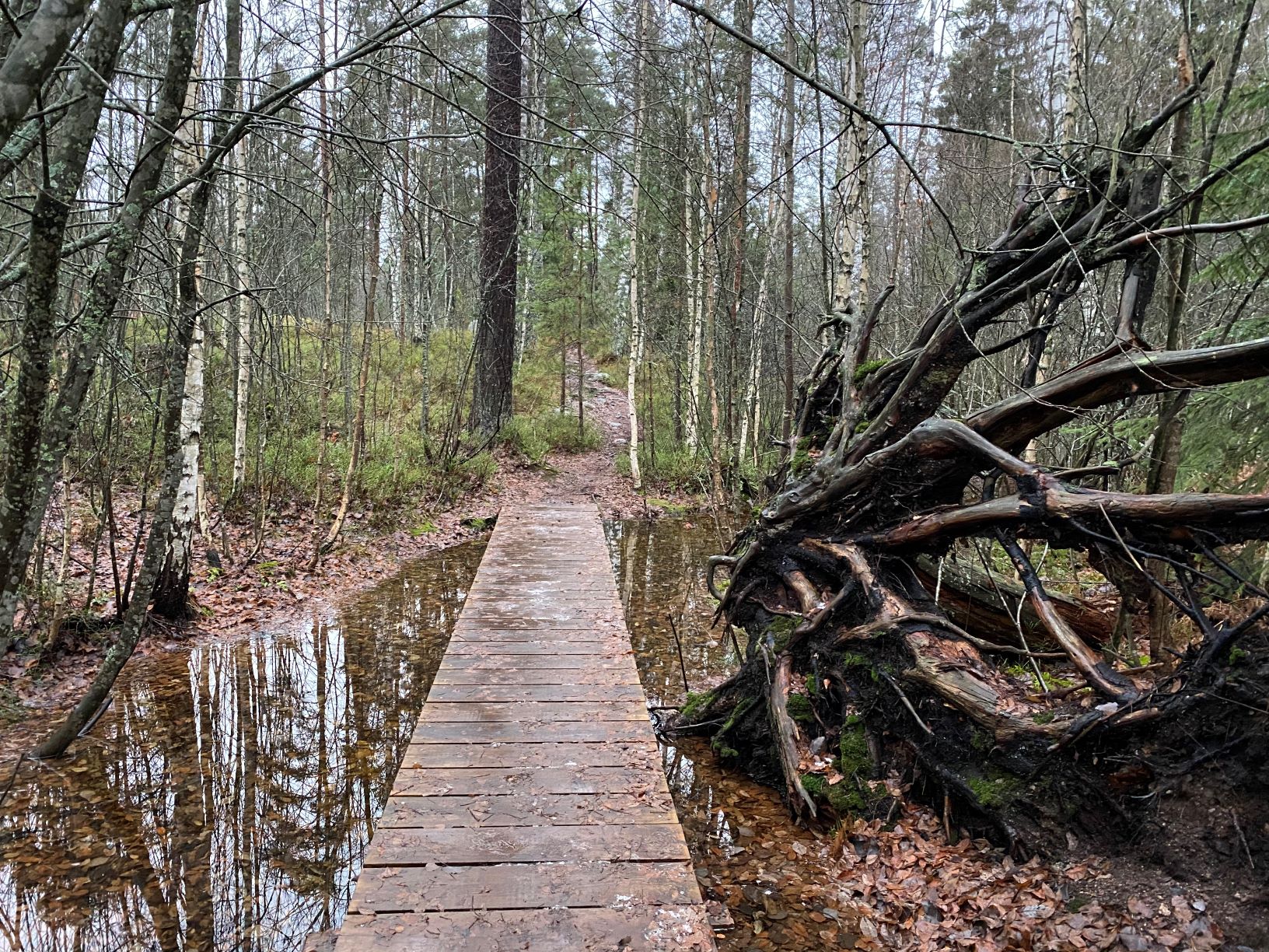 Wooden bridge