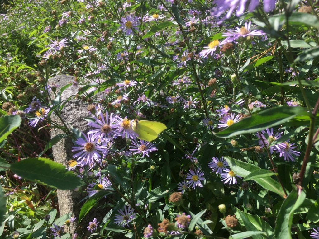 Flowers and butterflies at Hörtsänä