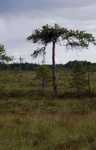 Osprey nest at Valkmusa