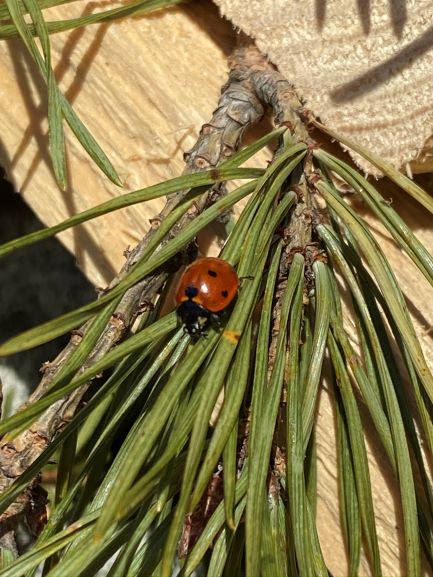 Insect hotel guest