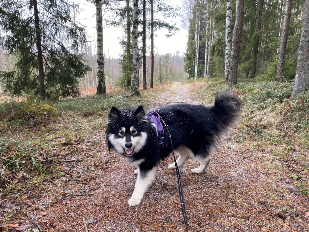 Nalle on the Hovimäki-Esakallio trail