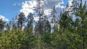 Ämyri pine forests