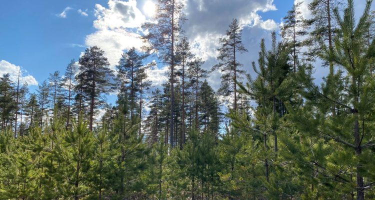 Ämyri pine forests