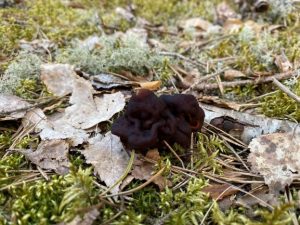 False morels