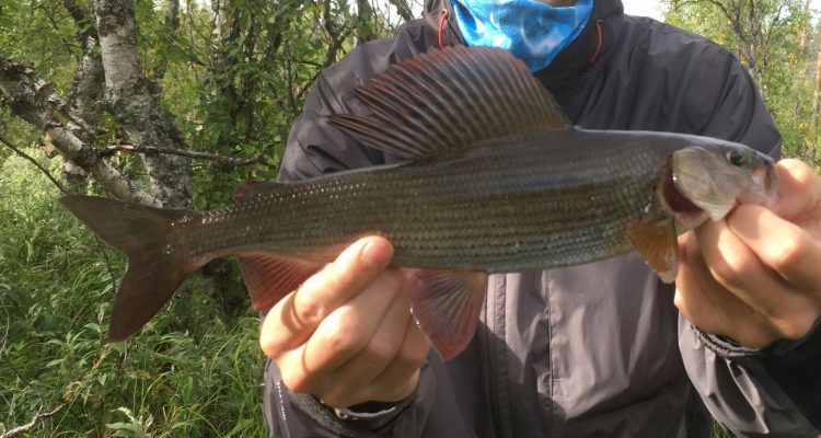 Grayling