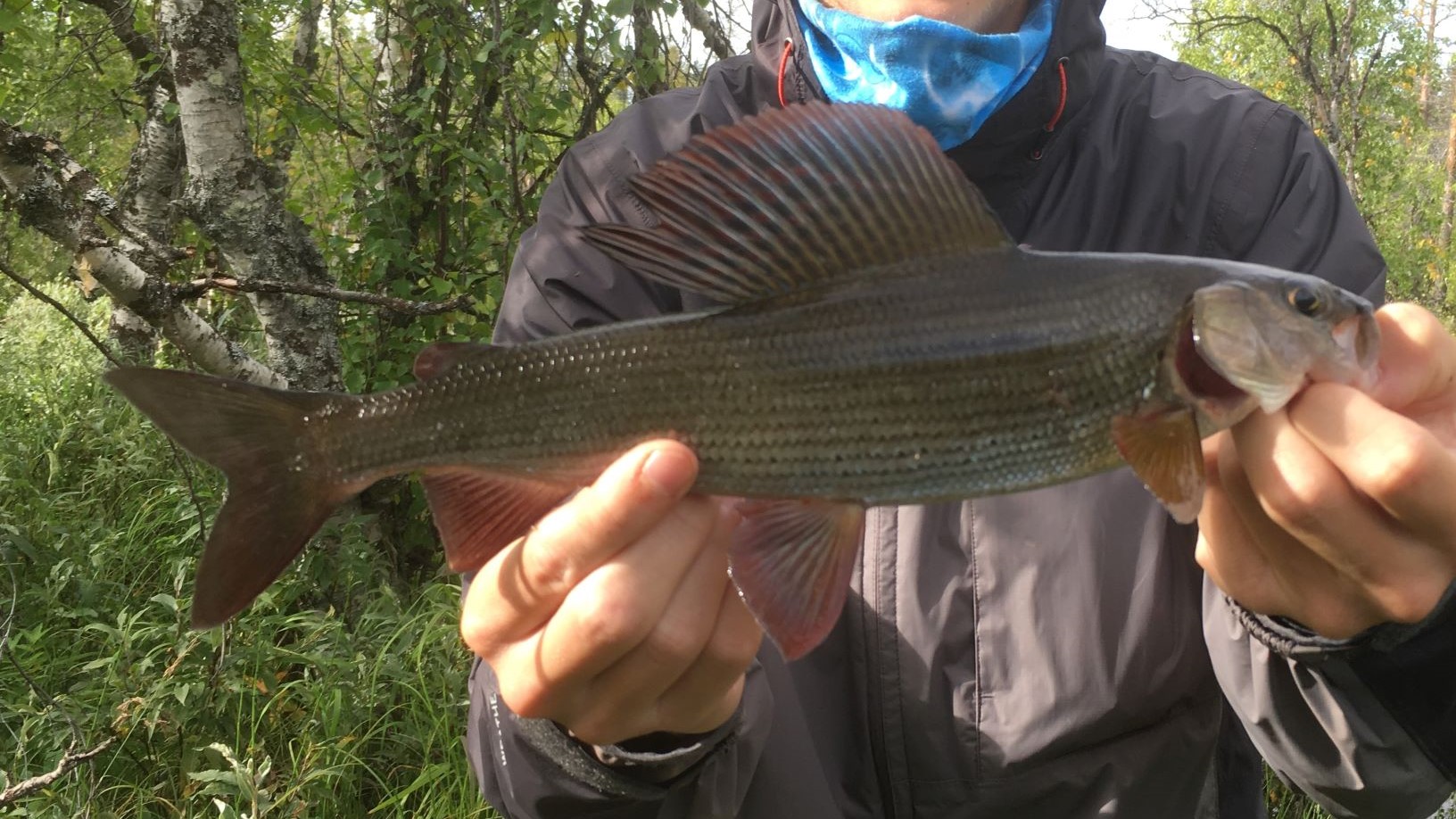 Grayling