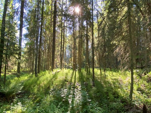 Forest at Ryövärinkuoppa nature reserve