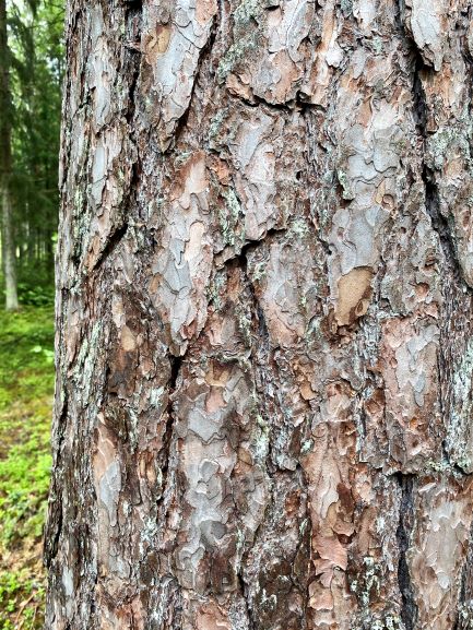 Shield bark pine