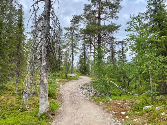 Särkitunturi nature trail