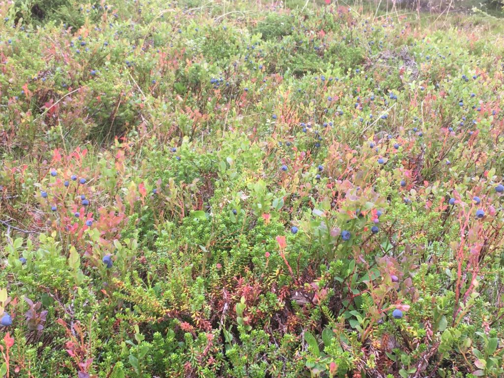 Forest full of blueberries