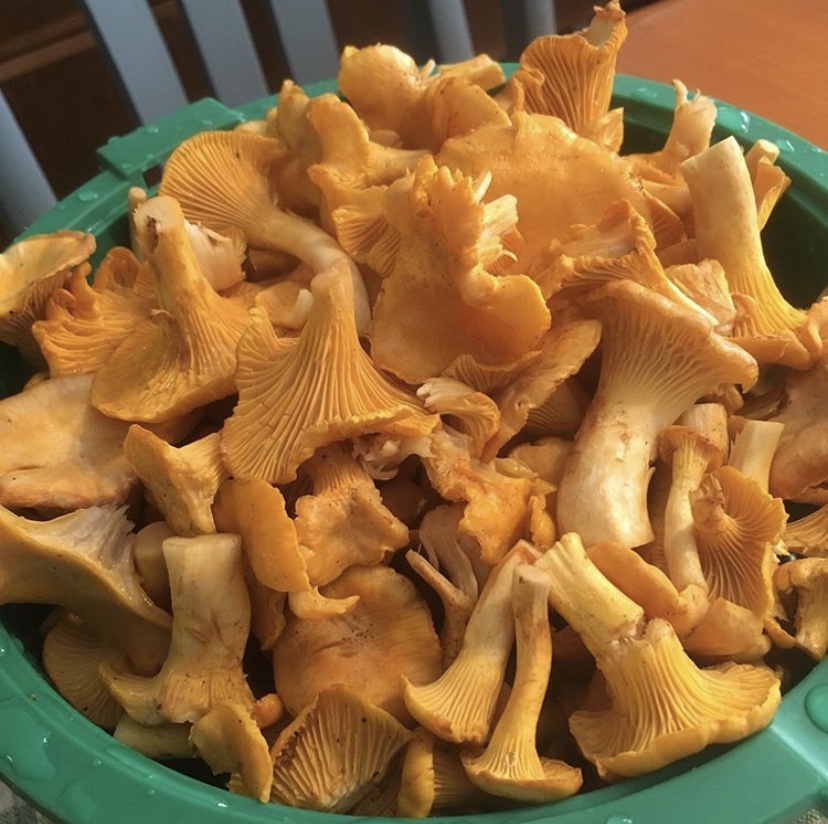 Chanterelles