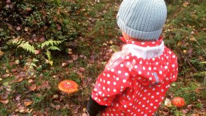 Finnish mushrooms