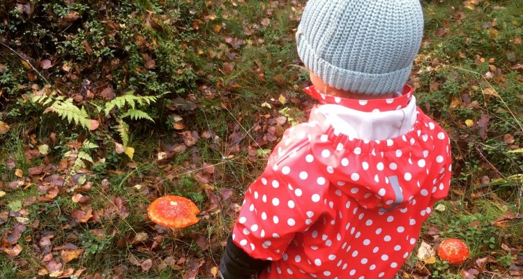 Finnish mushrooms