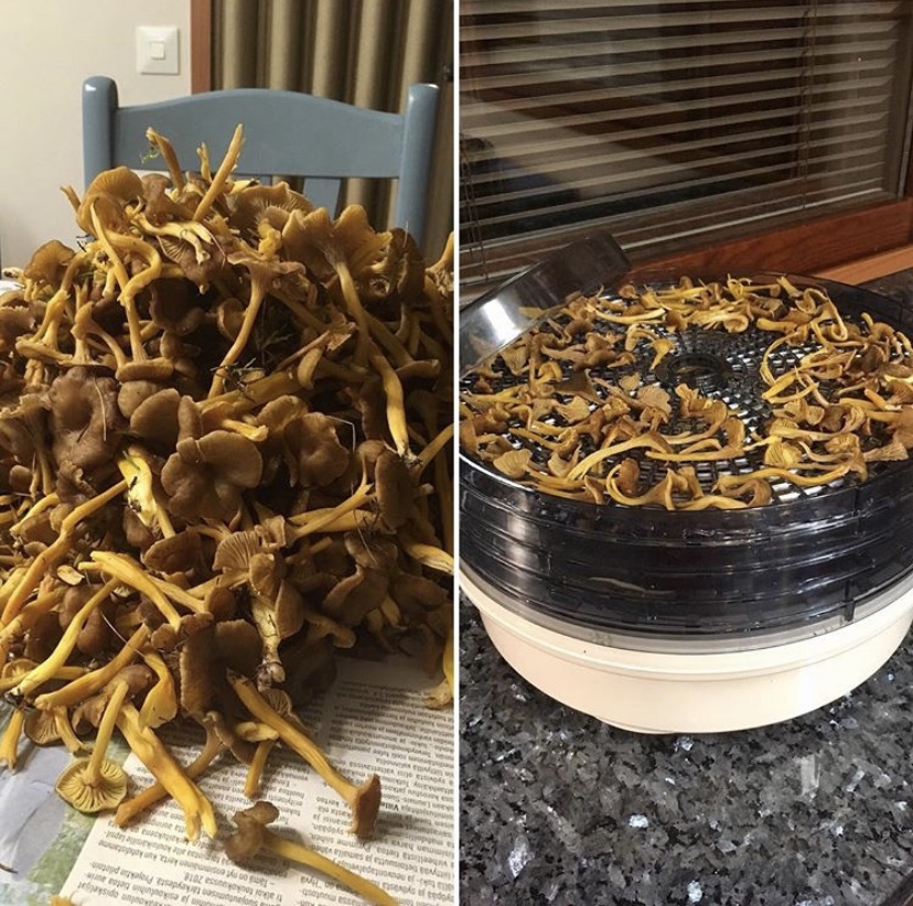 Funnel chanterelle