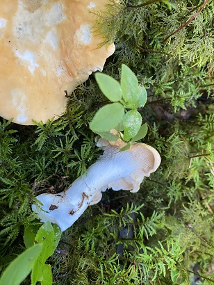 Hedgehog mushroom