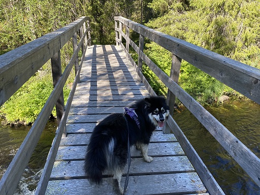Nalle on the bridge on Saivonkierros nature trail