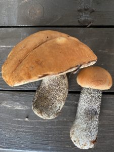 Orange birch bolete