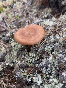 Rufous milkcap