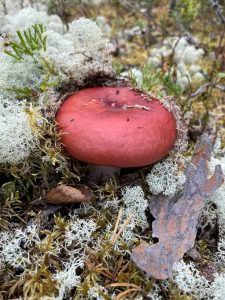 Russula paludosa