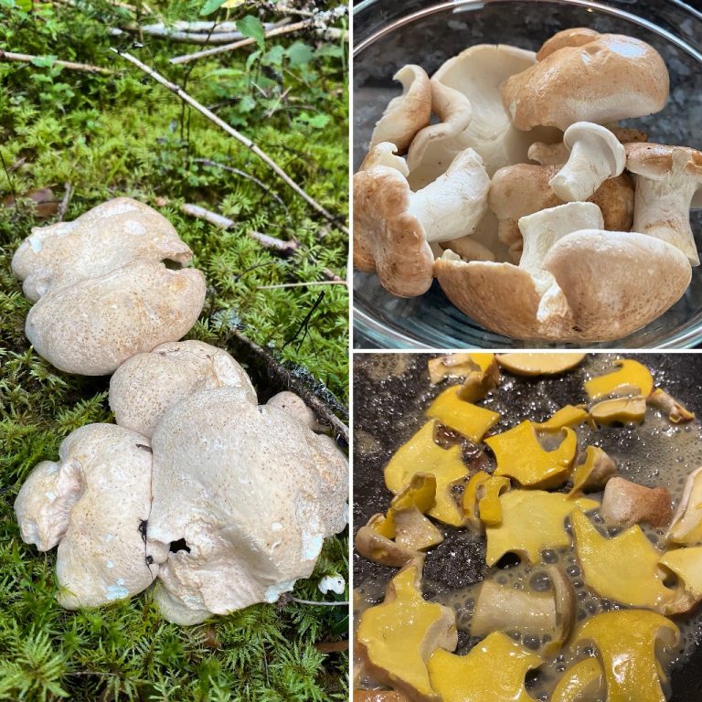 Foraging for the most common mushrooms in Finland