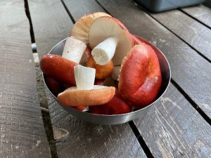 Tall bog russula