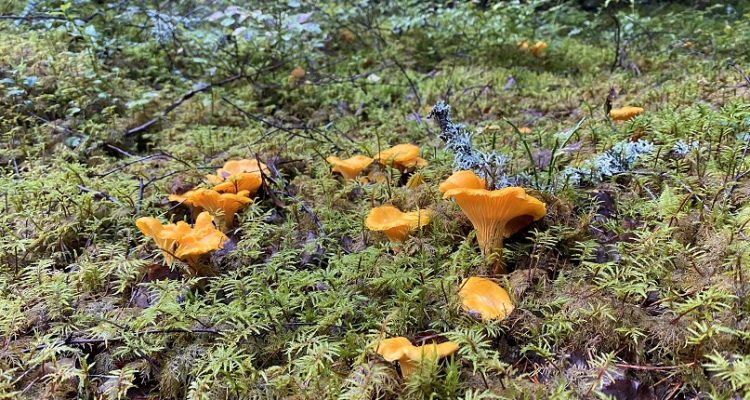 The most common mushrooms in Finland