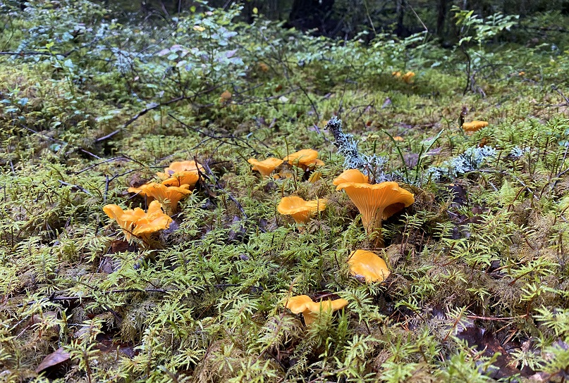Foraging for the most common mushrooms in Finland Out in the Nature