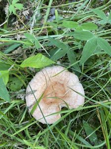 Woolly milkcap