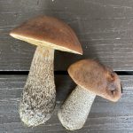 birch boletes