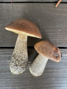 birch boletes