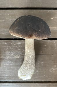 mottled bolete