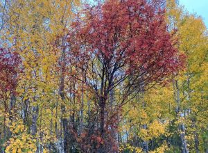 Autumn leaves quiz