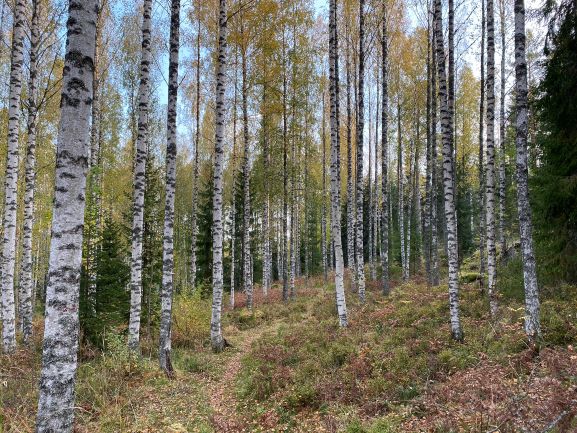 Bergvik birch trees