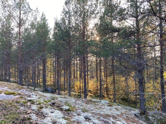 Bergvik forest